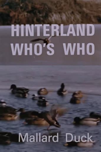 Hinterland Who's Who: Mallard Duck