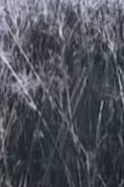 Return to the Sedge Fields