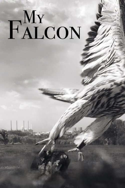 My Falcon