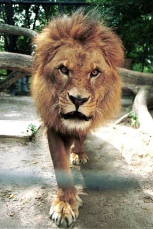 Caesar the Lion