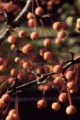 Five Year Diary, Reel 47: I Thought the Film Would End (October 21–November 2, 1986)