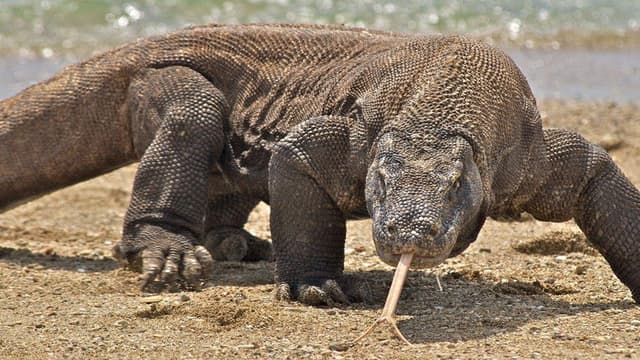 Nature's Biggest Beasts