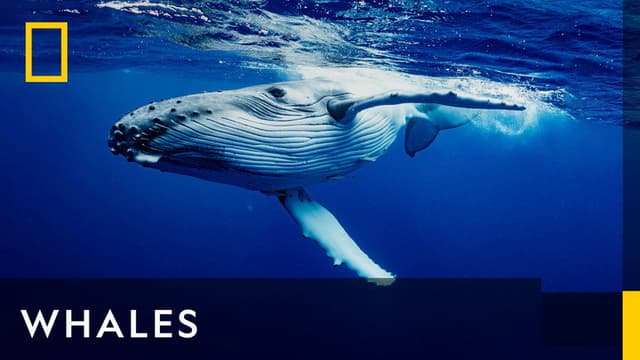 Whales