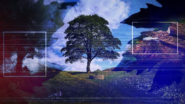 The Sycamore Gap: From Roots to Ruin