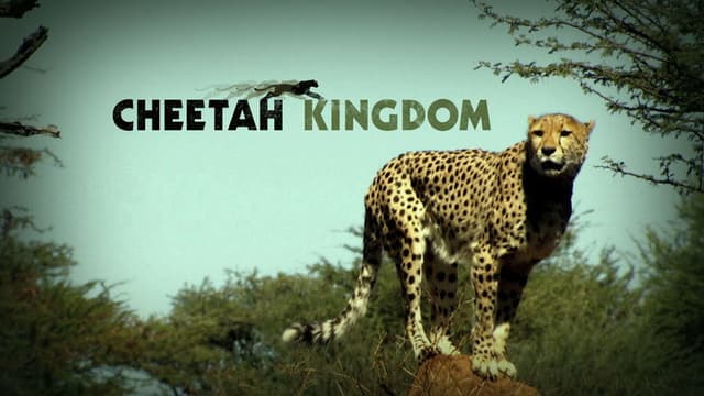 Cheetah Kingdom