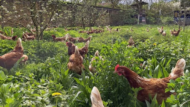 Die Bio-Revolution - Die Karriere der ökologischen Landwirtschaft