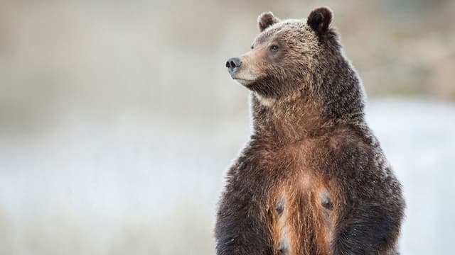 Grizzly 399: Queen of the Tetons