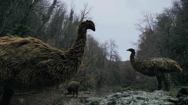 Mystery of the Giant Birds