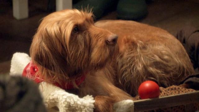 Salty's Waggy Tales