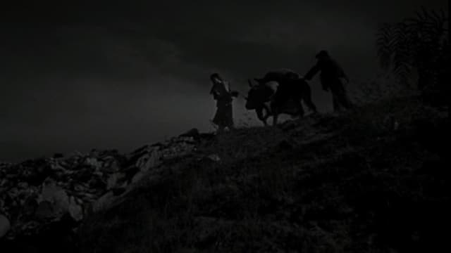 The Young and the Damned