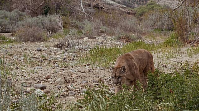 Lassie and the Flight of the Cougar