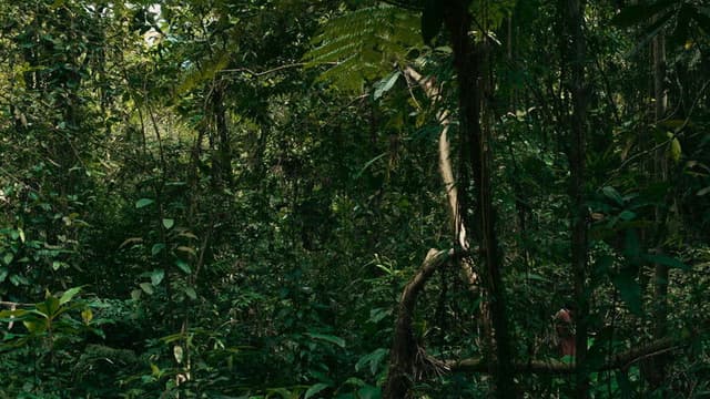 O verde fascínio me faz distante