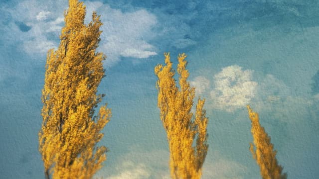 Poplars