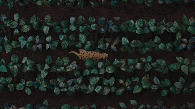 The Sound of the Jaguar