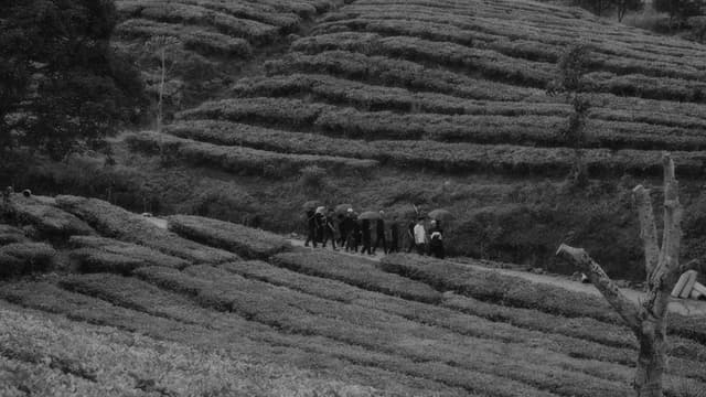 Last Voice for Lost Light