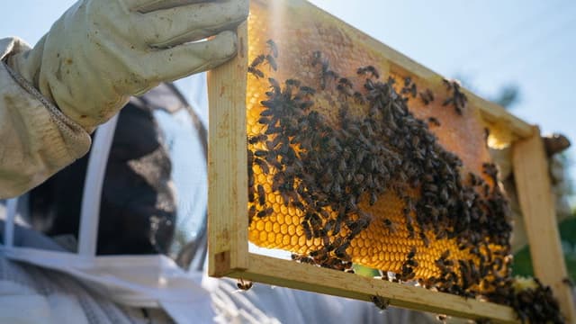 Detroit Hives