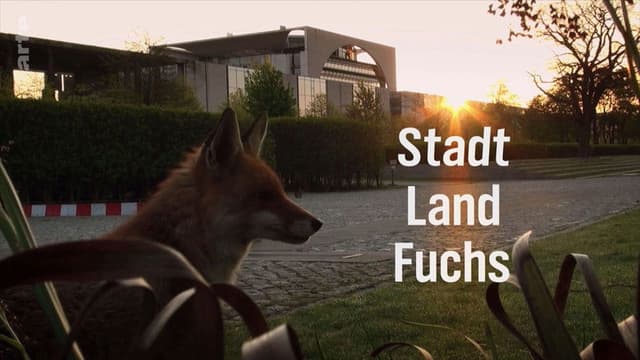 Stadt, Land, Fuchs!