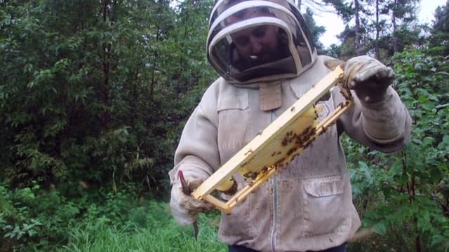 The Bearded Beekeeper
