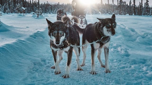 Snow Dogs: Into the Wild