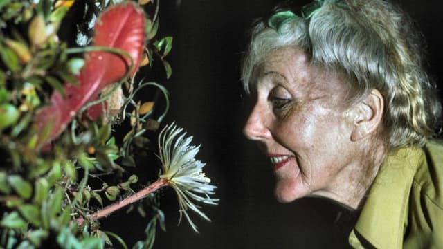 Margaret Mee and the Moonflower