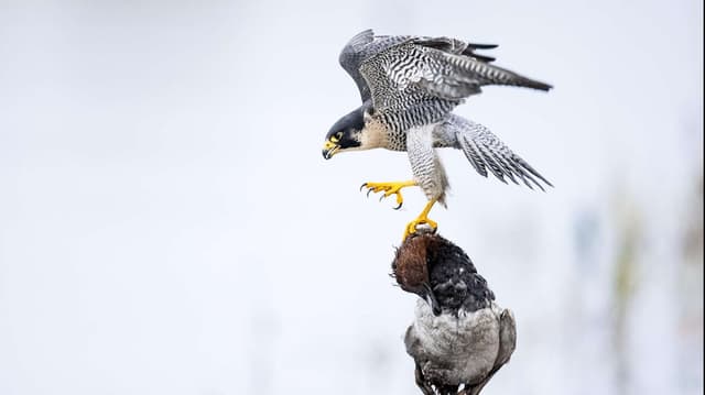 Das Alpenrheintal – Wo sich die Natur neu erfindet