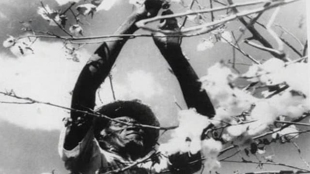 The Land of São Saruê