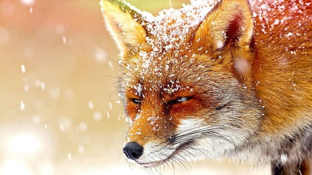 The Wonder of Animals