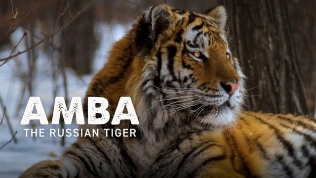 Amba: The Russian Tiger