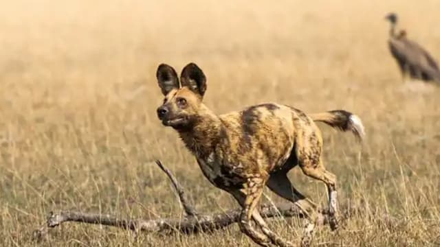African Adventure: Safari in the Okavango