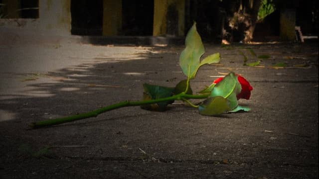 Teinturose