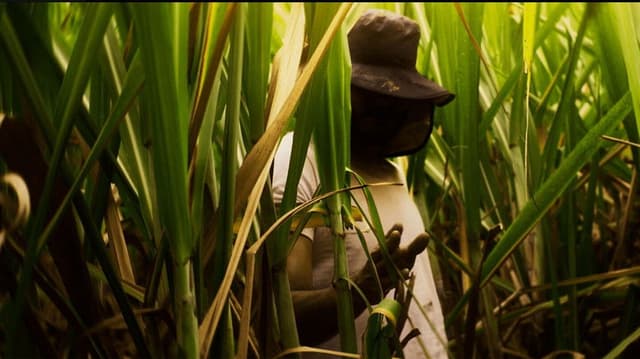 El Silbido del Cañaduzal