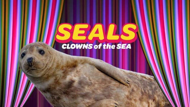 Seals - Clowns of the Sea