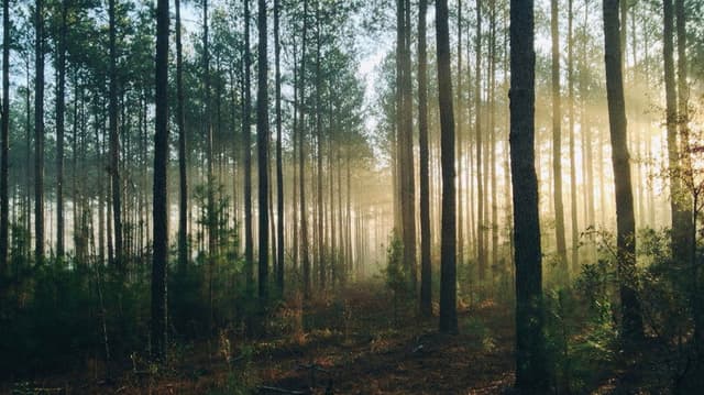 Into The Woods (AUS Productions)