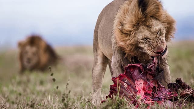 Lion Feeding Frenzy