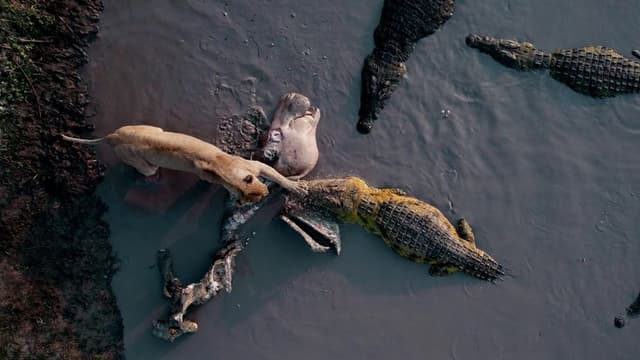 Katavi Africa's Fallen Paradise