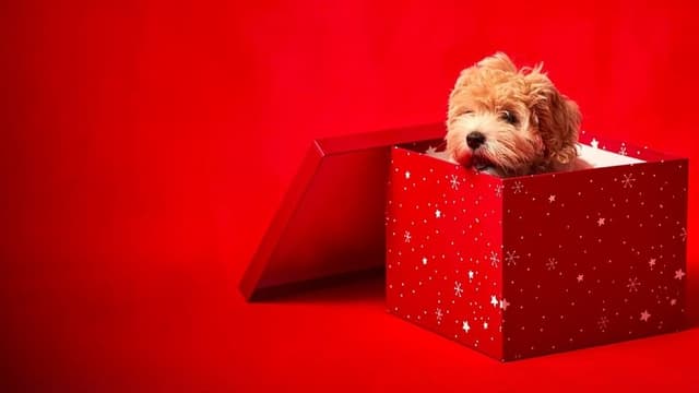 Bébés animaux à croquer