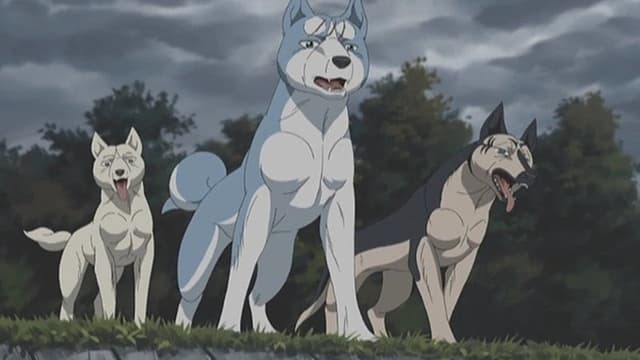 Silver Fang Legend Weed