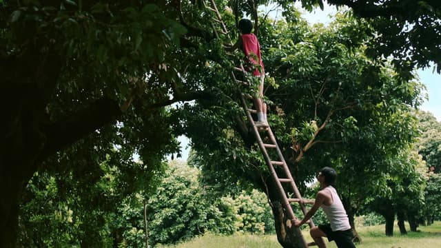 Secrets Happened on the Litchi Island