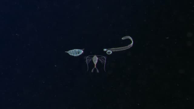 Plankton