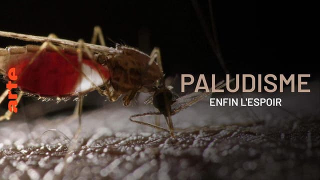 Paludisme, enfin l'espoir