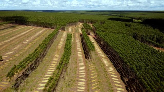 Planter à tout prix - Des arbres pour sauver la planète ?