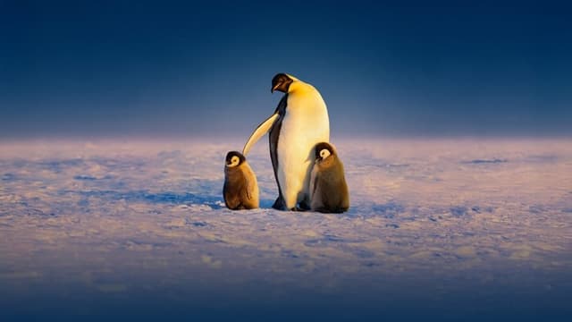 Secrets of the Penguins