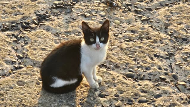 Love Poems Part II: Alexandria