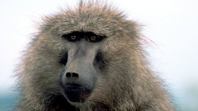 La Vie Privée des Animaux 2