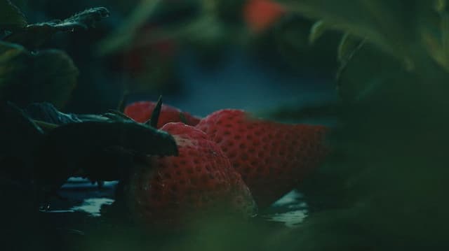 The Ballad of Tita and the Machines