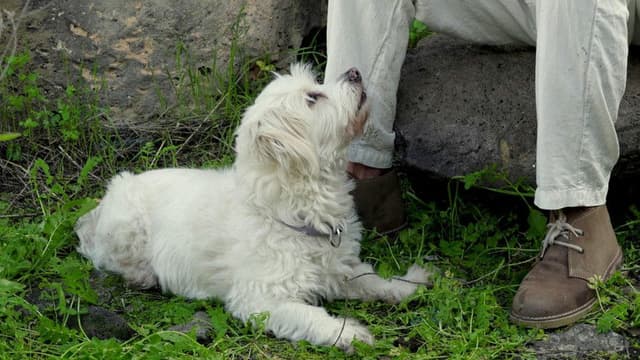 El grito de César del Bosque