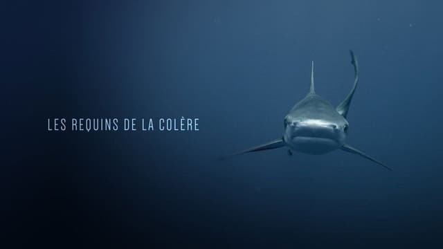 Les Requins de la Colère