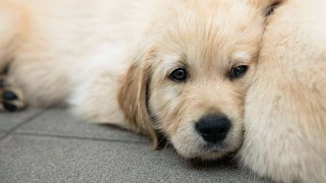 Puppy School for Guide Dogs