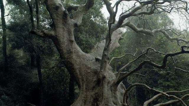 Nuovo cinema paralitico