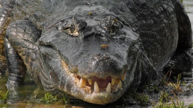 The Pantanal's Rebel Lake